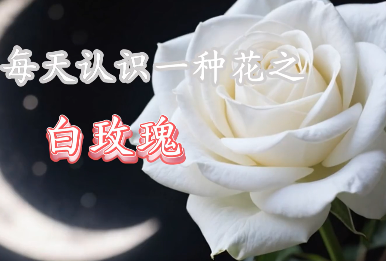 动态，每天认识一种花，植物科谱视频zs150-flower_sp_v1_2-智胜AI扣子coze工作流智能体