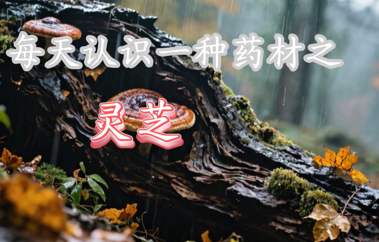 每天认识一种药草科普视频-静态版zs151-yaocao_sp_tuwen-智胜AI扣子coze工作流智能体