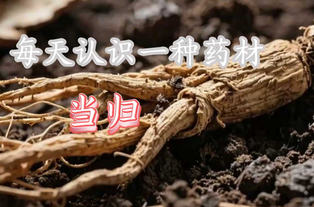 每天认识一种药材-动态zs152-yaocao_sp_dongtai-智胜AI扣子coze工作流智能体